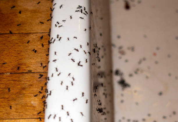 Best Exterminator Services  in Belleair, FL