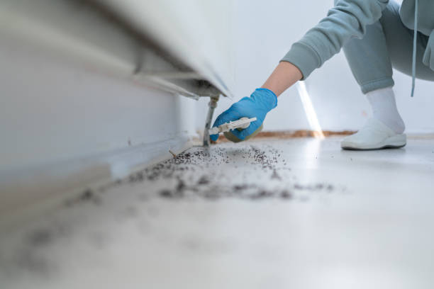 Best Flea Control Services  in Belleair, FL